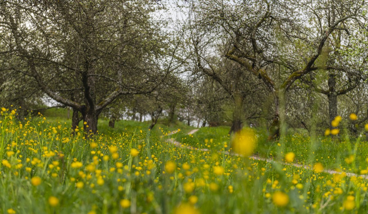 Eine idyllische Streuobstwiese in Urbach mit blühenden gelben Blumen und Obstbäumen im Hintergrund. Ein schmaler Pfad führt durch die Wiese. Eine idyllische Streuobstwiese in Urbach mit blühenden gelben Blumen und Obstbäumen im Hintergrund. Ein schmaler Pfad führt durch die Wiese.