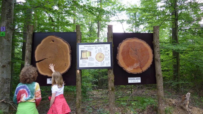 Zwei Kinder betrachten im Wald gro&szlig;e Baumscheiben von Eiche und Douglasie, die auf Schautafeln montiert sind. Eine Infotafel erkl&auml;rt den Stammaufbau., &copy; Christian Bemmann, Lokale AGENDA 21 Magstadt, Arbeitskreis Natur und Umwelt