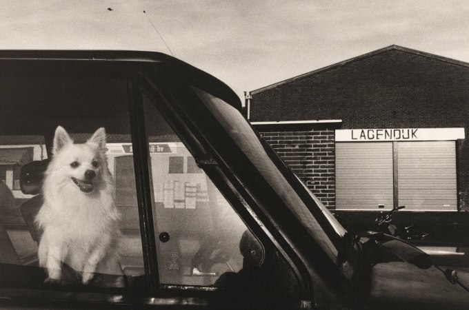 Ein wei&szlig;er Hund sitzt im Auto, schaut aus dem Fenster. Im Hintergrund ein Geb&auml;ude mit der Aufschrift 'LAGENDIJK'., &copy; Kunsthalle G&ouml;ppingen
