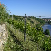Weinberg mit Reben und blühenden Pflanzen am Rand. Im Hintergrund fließt ein Fluss durch eine grüne Landschaft unter blauem Himmel., © Weingut Warth