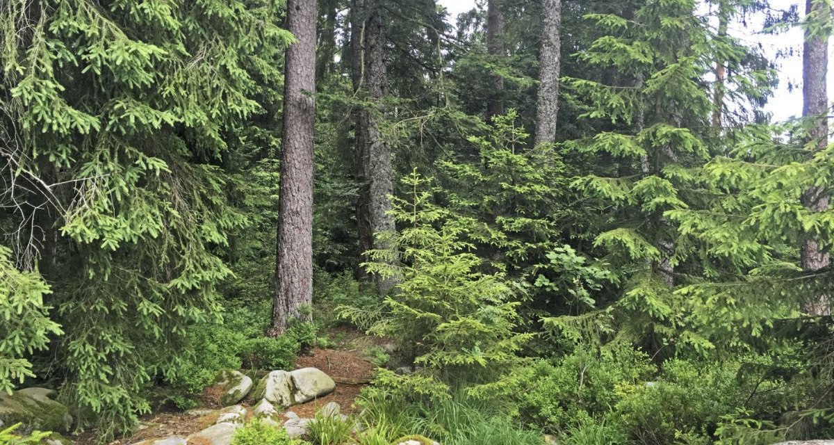 Dichter Wald im Hochmoor Kaltenbronn mit hohen Tannen, Moos und einem umgestürzten Baumstamm im Vordergrund., © www.pro-cycl.de Dichter Wald im Hochmoor Kaltenbronn mit hohen Tannen, Moos und einem umgestürzten Baumstamm im Vordergrund., © www.pro-cycl.de