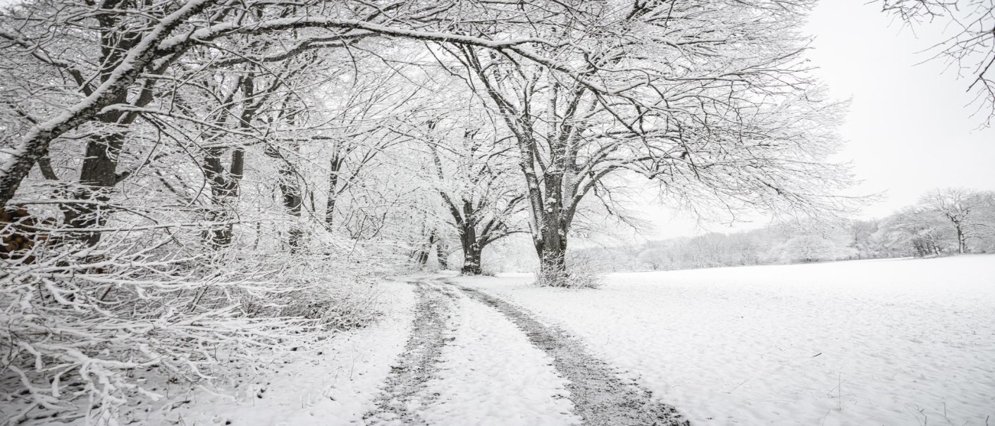 Ein verschneiter Waldweg führt durch eine winterliche Landschaft mit schneebedeckten Bäumen und Feldern., © SMG,  Sarah Schmid