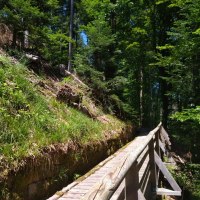 Ein hölzerner Steg verläuft durch einen grünen Wald. Die Sonne scheint durch die Bäume und beleuchtet den Weg., © Nördlicher Schwarzwald