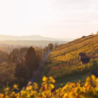 Weinberge im Sonnenuntergang, die Hügel sind in warmes Herbstlicht getaucht. Im Hintergrund eine Stadtlandschaft unter einem klaren Himmel., © 70469R!
