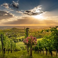 Weinberge im Vordergrund, Sonnenstrahlen brechen durch Wolken über dem Remstal. Der Himmel ist teils bewölkt, die Landschaft grün und weitläufig., © Peter Schuster Weinberge im Vordergrund, Sonnenstrahlen brechen durch Wolken über dem Remstal. Der Himmel ist teils bewölkt, die Landschaft grün und weitläufig., © Peter Schuster