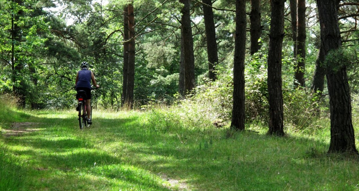 Eine Person radelt auf einem schattigen Waldweg, umgeben von hohen Bäumen und grünem Gras. Die Sonne scheint durch die Blätter., © Natur.Nah. Schönbuch & Heckengäu Eine Person radelt auf einem schattigen Waldweg, umgeben von hohen Bäumen und grünem Gras. Die Sonne scheint durch die Blätter., © Natur.Nah. Schönbuch & Heckengäu