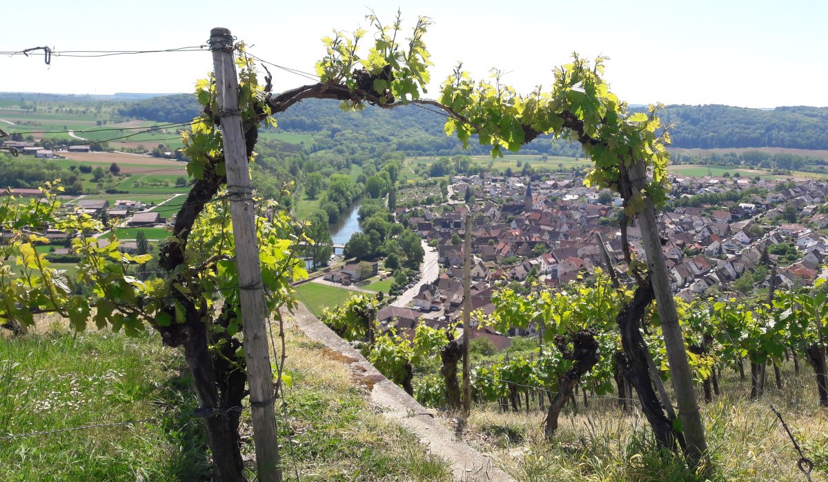 Weinreben auf einem Hügel mit Blick auf ein Dorf und einen Fluss in einer grünen Landschaft., © Land der 1000 Hügel - Kraichgau-Stromberg Weinreben auf einem Hügel mit Blick auf ein Dorf und einen Fluss in einer grünen Landschaft., © Land der 1000 Hügel - Kraichgau-Stromberg