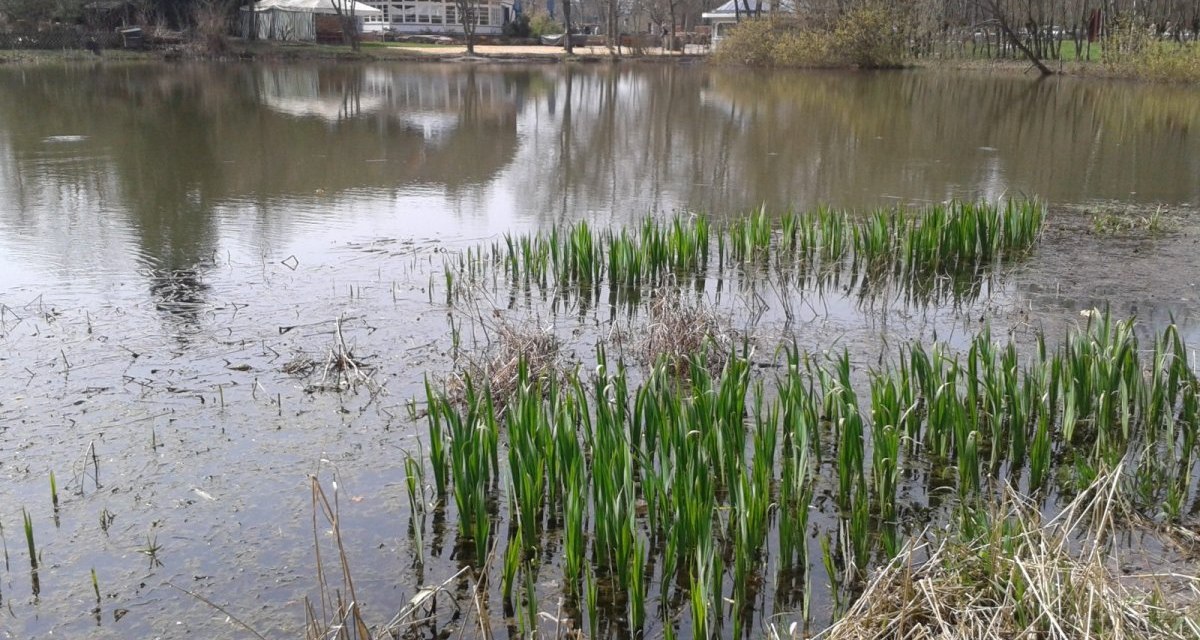 Ein ruhiger Teich mit Schilfpflanzen im Vordergrund. Im Hintergrund ist ein Geb&auml;ude mit gro&szlig;en Fenstern zu sehen, umgeben von B&auml;umen., &copy; Natur.Nah. Sch&ouml;nbuch & Heckeng&auml;u