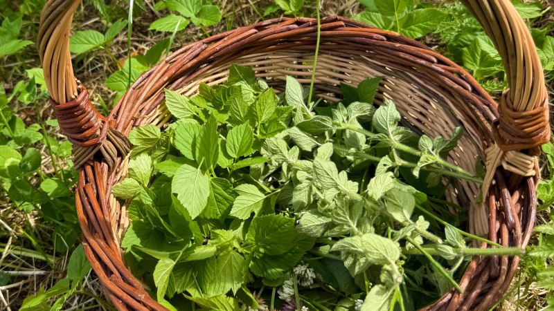 Kr&auml;uterspaziergang mit Gaby Schmid