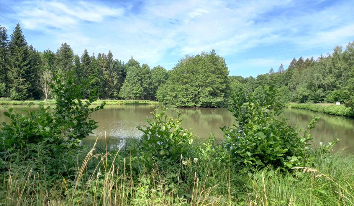 Ein ruhiger See mit üppiger Ufervegetation und Wald im Hintergrund unter einem blauen Himmel. Ein ruhiger See mit üppiger Ufervegetation und Wald im Hintergrund unter einem blauen Himmel.
