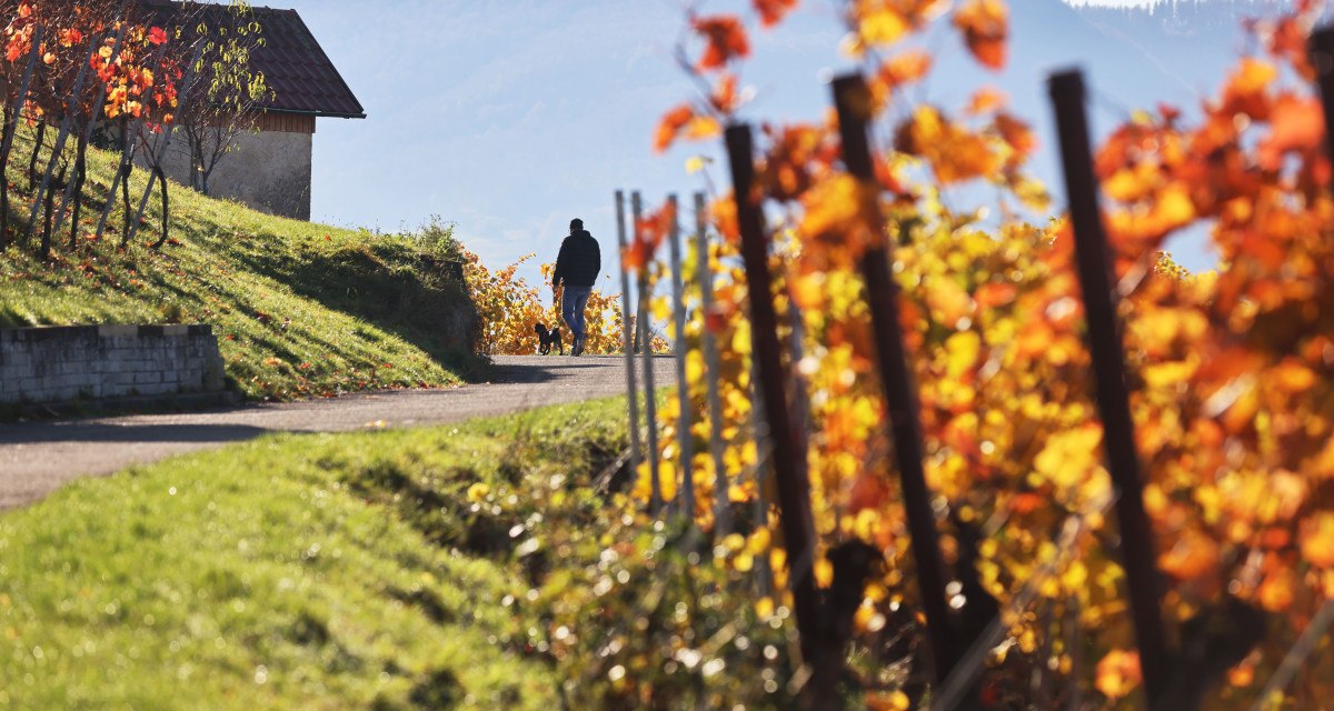 Ein Spazierg&auml;nger mit Hund auf einem Weg durch einen herbstlichen Weinberg in Metzingen. Bunte Bl&auml;tter und ein H&uuml;gel im Hintergrund.