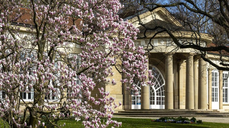 Ein blühender Magnolienbaum steht vor einem historischen Gebäude mit Säulen im Kurpark Bad Cannstatt., © Stuttgart Marketing GmbH, Sarah Schmid Ein blühender Magnolienbaum steht vor einem historischen Gebäude mit Säulen im Kurpark Bad Cannstatt., © Stuttgart Marketing GmbH, Sarah Schmid