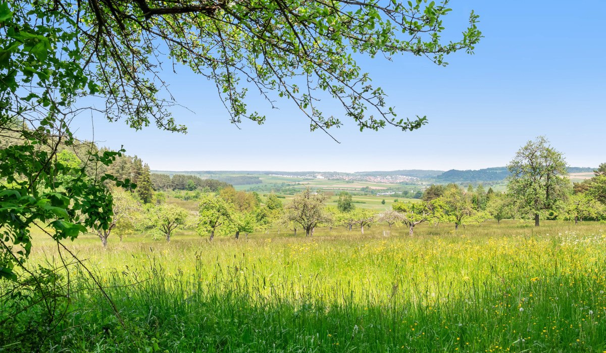 Eine grüne Wiese mit blühenden Bäumen und einem weiten Blick auf die Landschaft. Der Himmel ist klar und blau. Eine grüne Wiese mit blühenden Bäumen und einem weiten Blick auf die Landschaft. Der Himmel ist klar und blau.