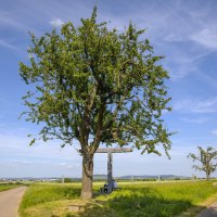 Ein großer Baum steht neben einem Kreuz auf einem Feldweg, umgeben von grünen Feldern und blauem Himmel., © Remstal Tourismus e.V.