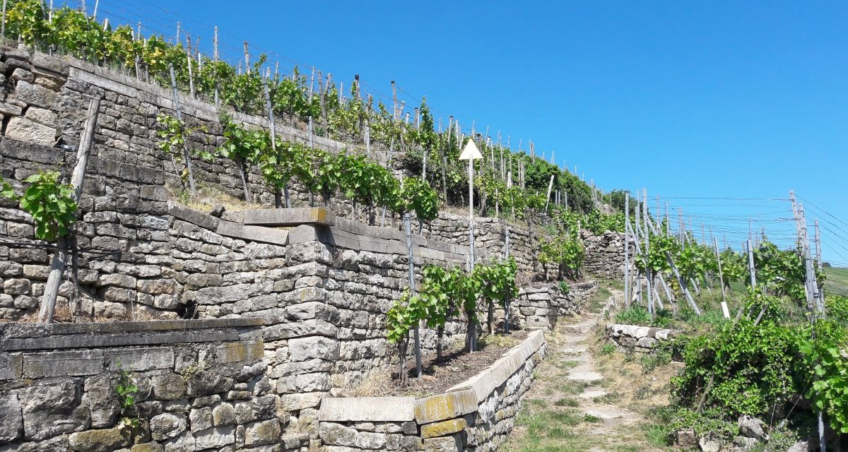 Terrassierte Weinberge mit Steinmauern und grünen Reben unter klarem, blauem Himmel. Ein schmaler Pfad führt durch die Anlage., © Land der 1000 Hügel - Kraichgau-Stromberg Terrassierte Weinberge mit Steinmauern und grünen Reben unter klarem, blauem Himmel. Ein schmaler Pfad führt durch die Anlage., © Land der 1000 Hügel - Kraichgau-Stromberg