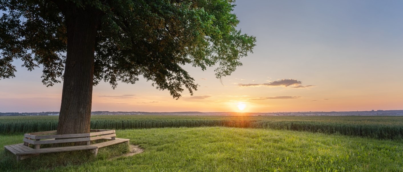 Großer Baum mit Bank auf Wiese, Sonnenuntergang im Hintergrund, weites Feld und Horizont sichtbar., © SMG, Martina Denker Großer Baum mit Bank auf Wiese, Sonnenuntergang im Hintergrund, weites Feld und Horizont sichtbar., © SMG, Martina Denker