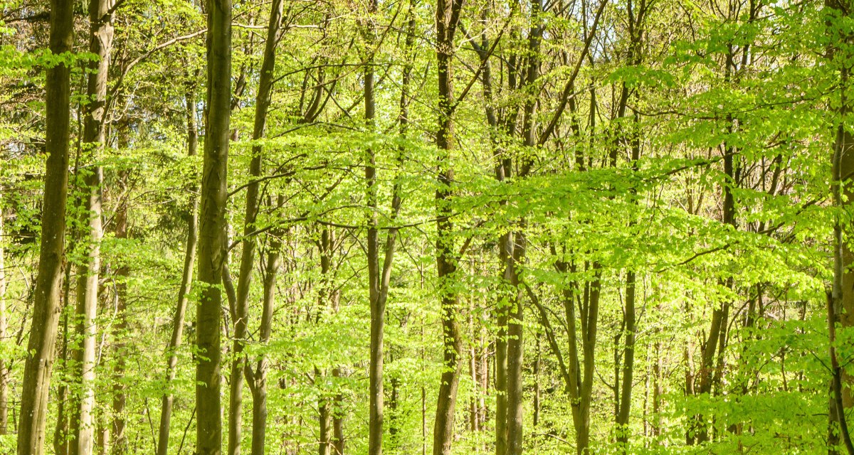Zwei Personen mit Rucksäcken und ein Hund spazieren auf einem Waldweg, umgeben von hohen, grünen Bäumen im Sonnenlicht., © Stadtverwaltung Winnenden Zwei Personen mit Rucksäcken und ein Hund spazieren auf einem Waldweg, umgeben von hohen, grünen Bäumen im Sonnenlicht., © Stadtverwaltung Winnenden