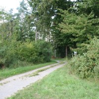 Ein schmaler Weg schlängelt sich durch einen dichten Wald mit üppigem Grün und hohen Bäumen., © Natur.Nah. Schönbuch & Heckengäu Ein schmaler Weg schlängelt sich durch einen dichten Wald mit üppigem Grün und hohen Bäumen., © Natur.Nah. Schönbuch & Heckengäu