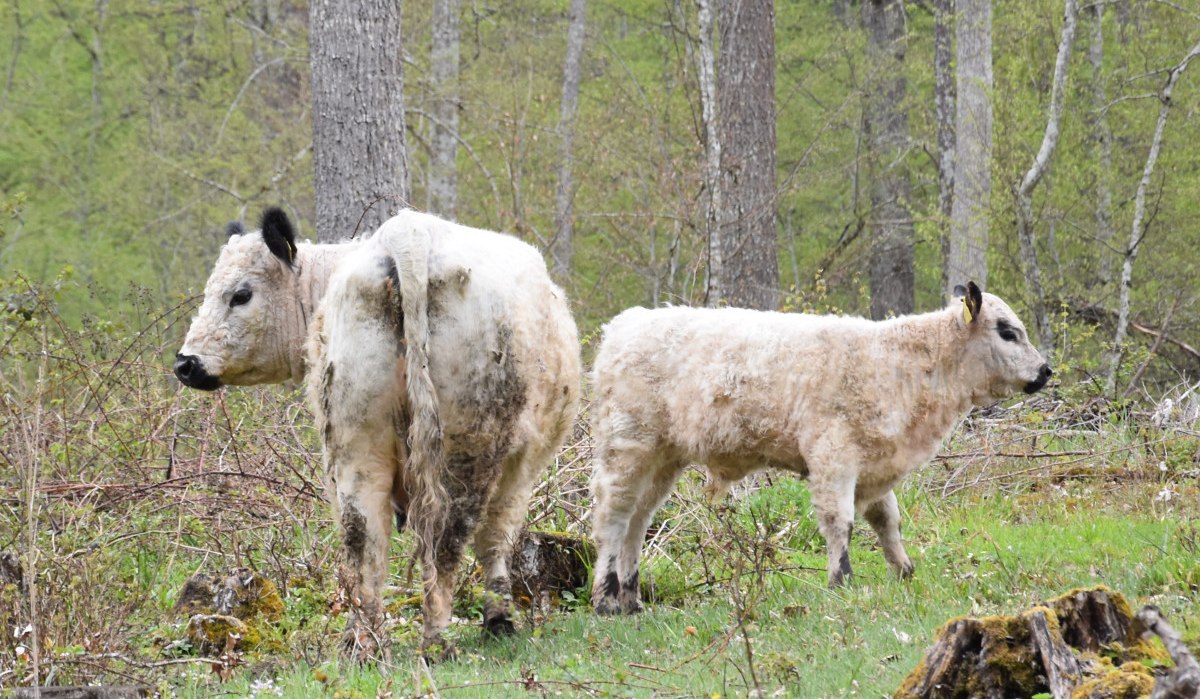 Zwei wei&szlig;e K&uuml;he stehen auf einer gr&uuml;nen Lichtung im Wald. Die Umgebung ist von B&auml;umen und Str&auml;uchern umgeben.
