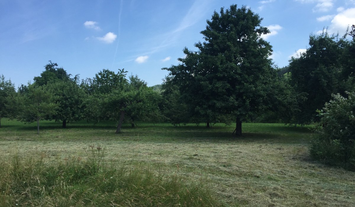 Eine Wiese mit mehreren Obstbäumen unter einem blauen Himmel mit vereinzelten Wolken., © www.pro-cycl.de