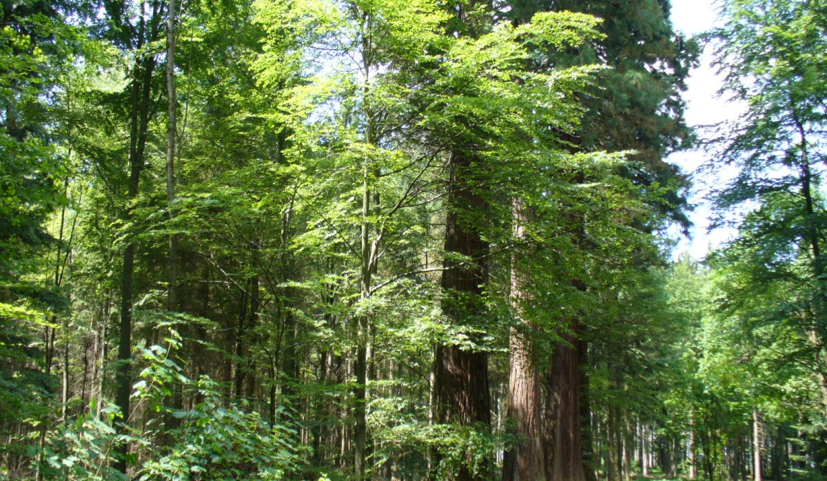 Ein Waldweg verläuft durch einen dichten Wald mit hohen Mammutbäumen und üppigem grünem Laub., © Remstal Tourismus e.V. Ein Waldweg verläuft durch einen dichten Wald mit hohen Mammutbäumen und üppigem grünem Laub., © Remstal Tourismus e.V.