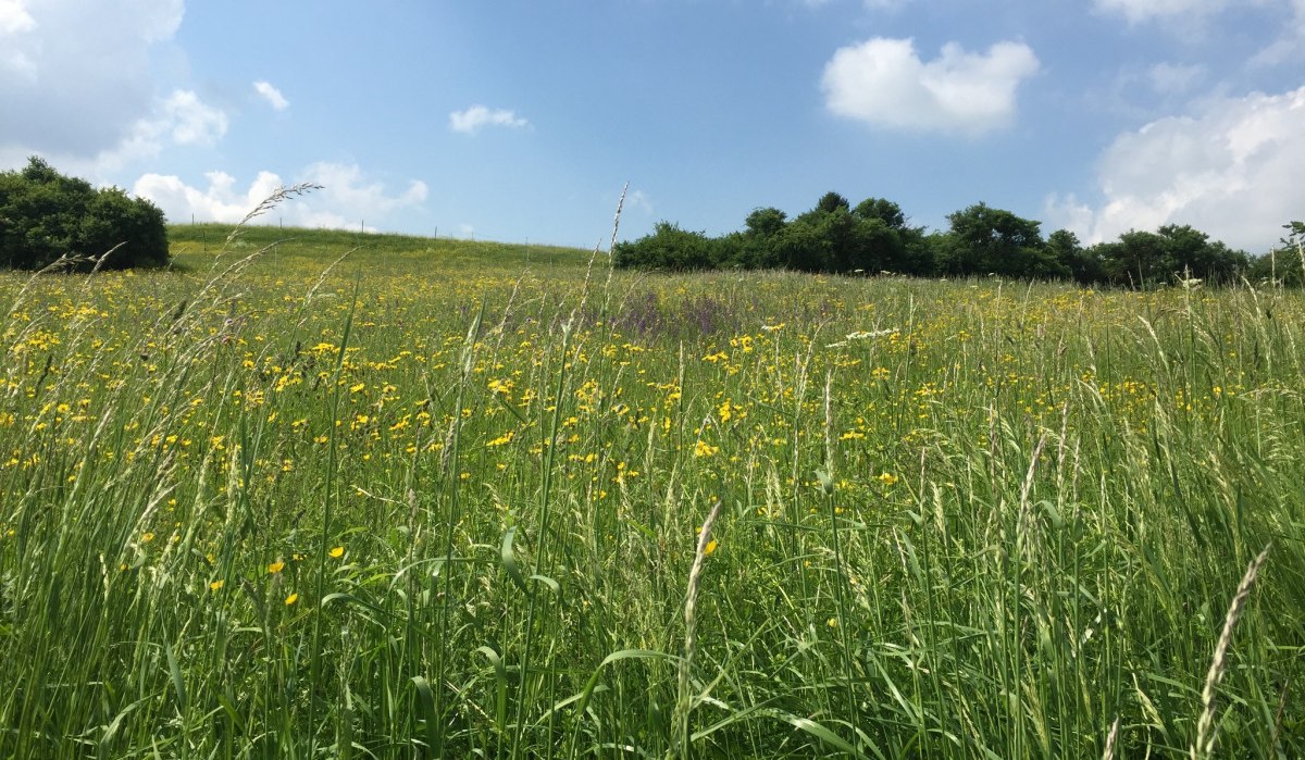 Eine blühende Wiese mit gelben Blumen und hohem Gras unter einem blauen Himmel mit weißen Wolken., © www.pro-cycl.de Eine blühende Wiese mit gelben Blumen und hohem Gras unter einem blauen Himmel mit weißen Wolken., © www.pro-cycl.de