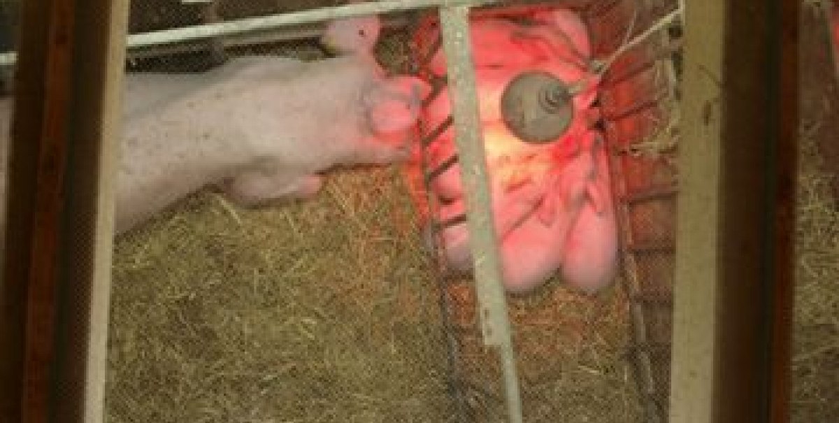 Ein Schwein liegt in einem Stall auf Stroh, beleuchtet von einer roten Wärmelampe. Es ist durch ein Gitter geschützt.