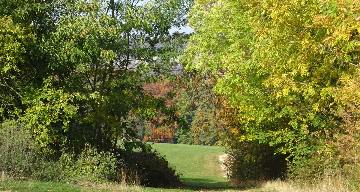 Ein schmaler Weg führt durch eine grüne Landschaft, gesäumt von Bäumen mit herbstlichem Laub., © Foto: Cornelia Steinbach Ein schmaler Weg führt durch eine grüne Landschaft, gesäumt von Bäumen mit herbstlichem Laub., © Foto: Cornelia Steinbach