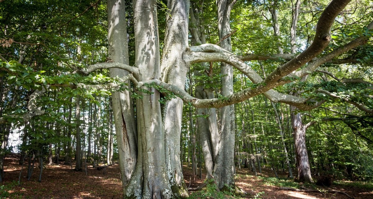 Große, beeindruckende Bäume mit verzweigten Ästen stehen in einem dichten Wald. Sonnenlicht fällt durch das Blätterdach., © hochgehberge Große, beeindruckende Bäume mit verzweigten Ästen stehen in einem dichten Wald. Sonnenlicht fällt durch das Blätterdach., © hochgehberge