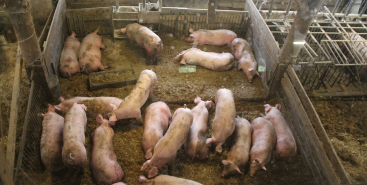 Mehrere Schweine liegen in einem Stall auf Stroh. Der Bereich ist durch Zäune abgetrennt. Einige Schweine ruhen, andere stehen.