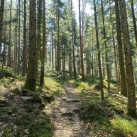 Ein schmaler Pfad schl&auml;ngelt sich durch einen lichten Wald mit hohen B&auml;umen und Sonnenlicht, das den Boden erhellt., &copy; N&ouml;rdlicher Schwarzwald