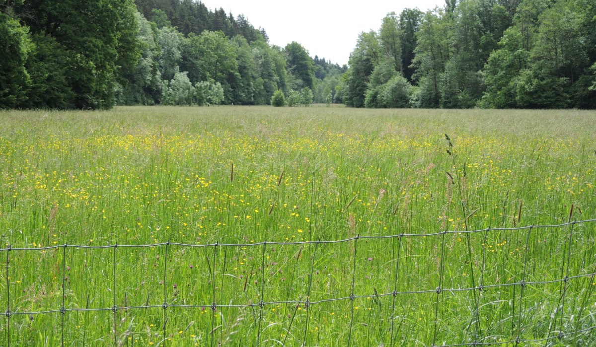 Bl&uuml;hende Wiese hinter einem Drahtzaun, umgeben von dichten W&auml;ldern. Gelbe Blumen sprenkeln das gr&uuml;ne Gras, w&auml;hrend B&auml;ume den Horizont s&auml;umen., &copy; Natur.Nah. Sch&ouml;nbuch & Heckeng&auml;u