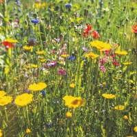 Blumen im Park am alten Bahndamm B&ouml;bingen_1_(c) Martin Frischauf, Unendlich-erleben