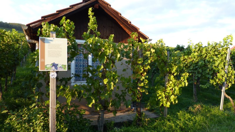 Ein kleines Holzh&auml;uschen steht in einem Weinberg. Eine Infotafel erkl&auml;rt den Weinlehrpfad Horrheim. Die Sonne beleuchtet die Reben., &copy; Land der 1000 H&uuml;gel - Kraichgau-Stromberg