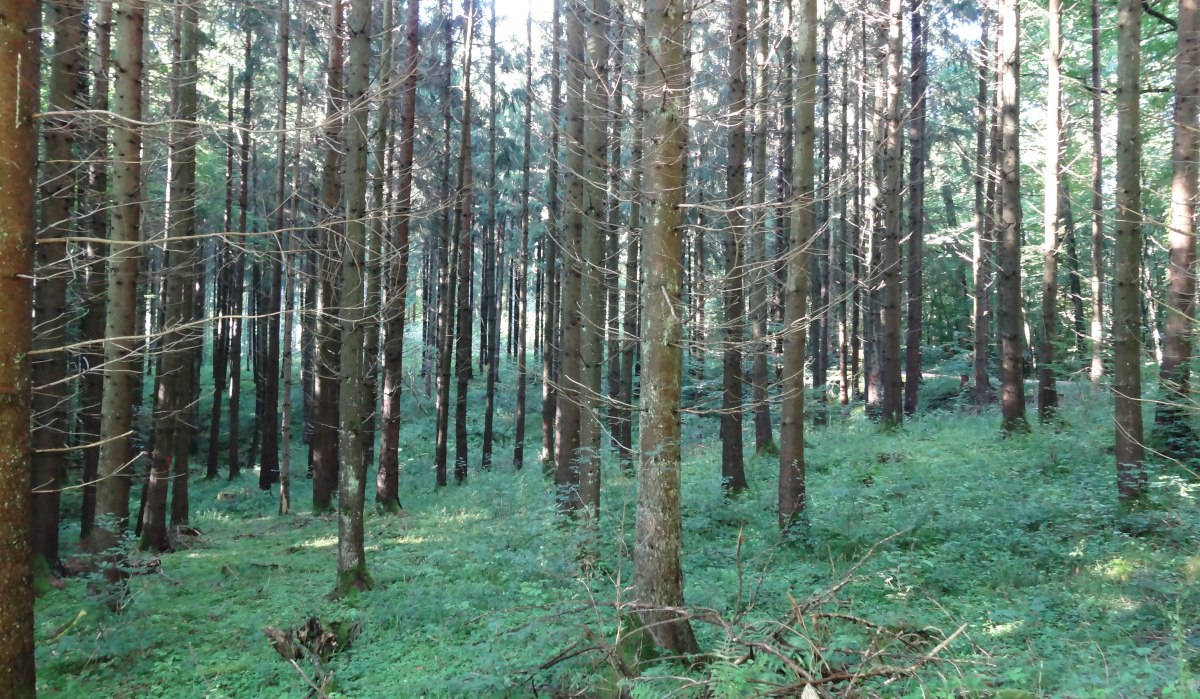 Dichter Wald mit hohen, schlanken Bäumen und grünem Unterholz. Sonnenlicht fällt durch die Baumkronen und erzeugt ein ruhiges, natürliches Ambiente., © Nürtingen - Stuttgart-Marketing GmbH Dichter Wald mit hohen, schlanken Bäumen und grünem Unterholz. Sonnenlicht fällt durch die Baumkronen und erzeugt ein ruhiges, natürliches Ambiente., © Nürtingen - Stuttgart-Marketing GmbH