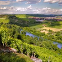 Weinberge in Hessigheim mit Blick auf einen Fluss und ein Dorf im Hintergrund. Die Landschaft ist grün und hügelig unter einem bewölkten Himmel., © Felsengartenkellerei Besigheim eG