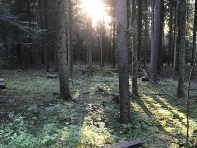 Sonnenstrahlen durchdringen einen dichten Wald und werfen lange Schatten auf den Boden. Die Atmosph&auml;re wirkt ruhig und geheimnisvoll., &copy; WTM GmbH Waiblingen