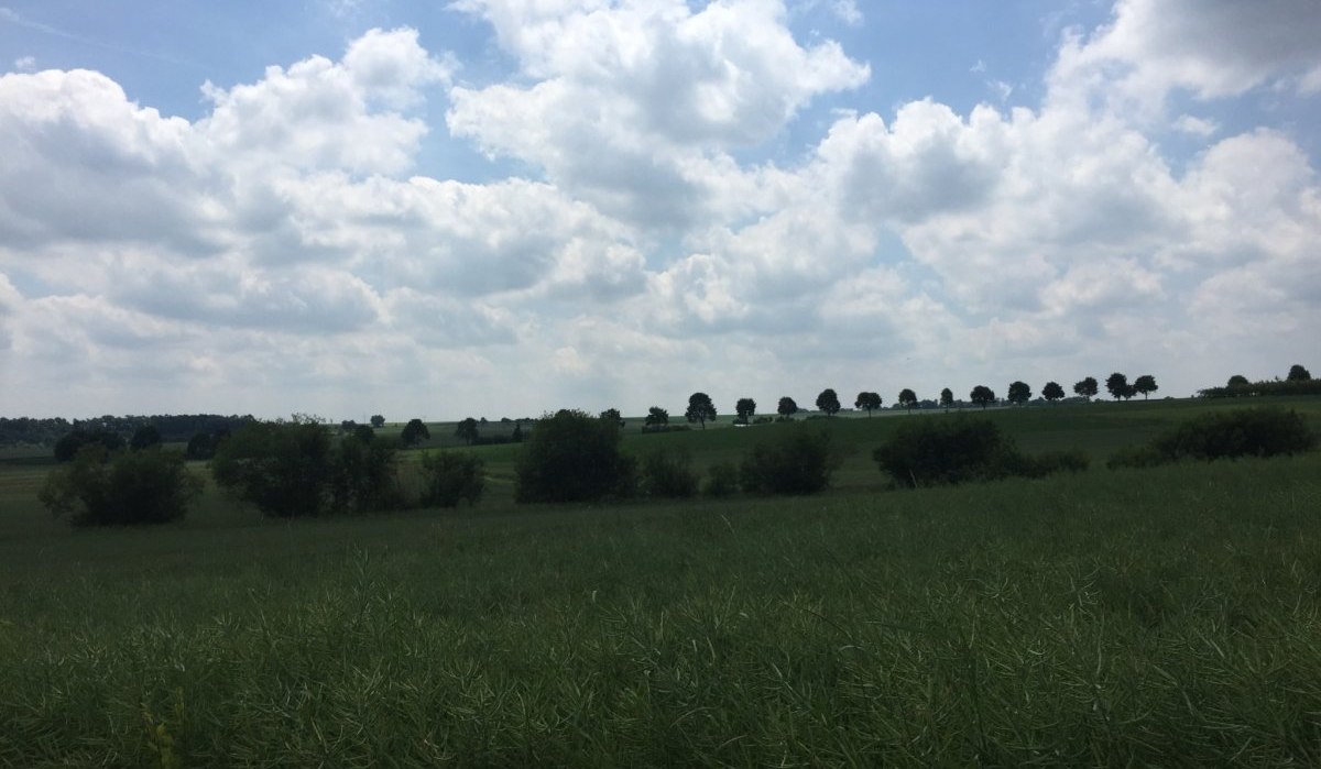 Eine Baumallee erstreckt sich über einen Hügel, umgeben von grünen Feldern und einem bewölkten Himmel., © www.pro-cycl.de Eine Baumallee erstreckt sich über einen Hügel, umgeben von grünen Feldern und einem bewölkten Himmel., © www.pro-cycl.de