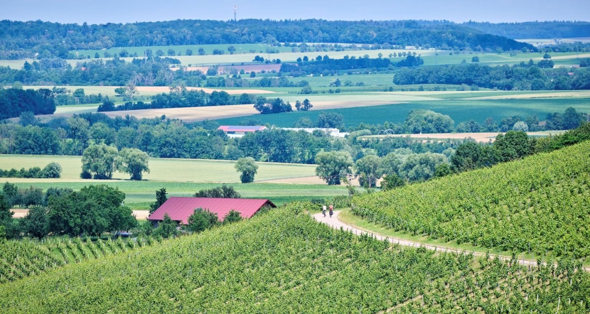 Radfahrende im Weinberg bei Öhringen, © Touristikgemeinschaft Hohenlohe e. V. | Florian Trykowski Radfahrende im Weinberg bei Öhringen, © Touristikgemeinschaft Hohenlohe e. V. | Florian Trykowski