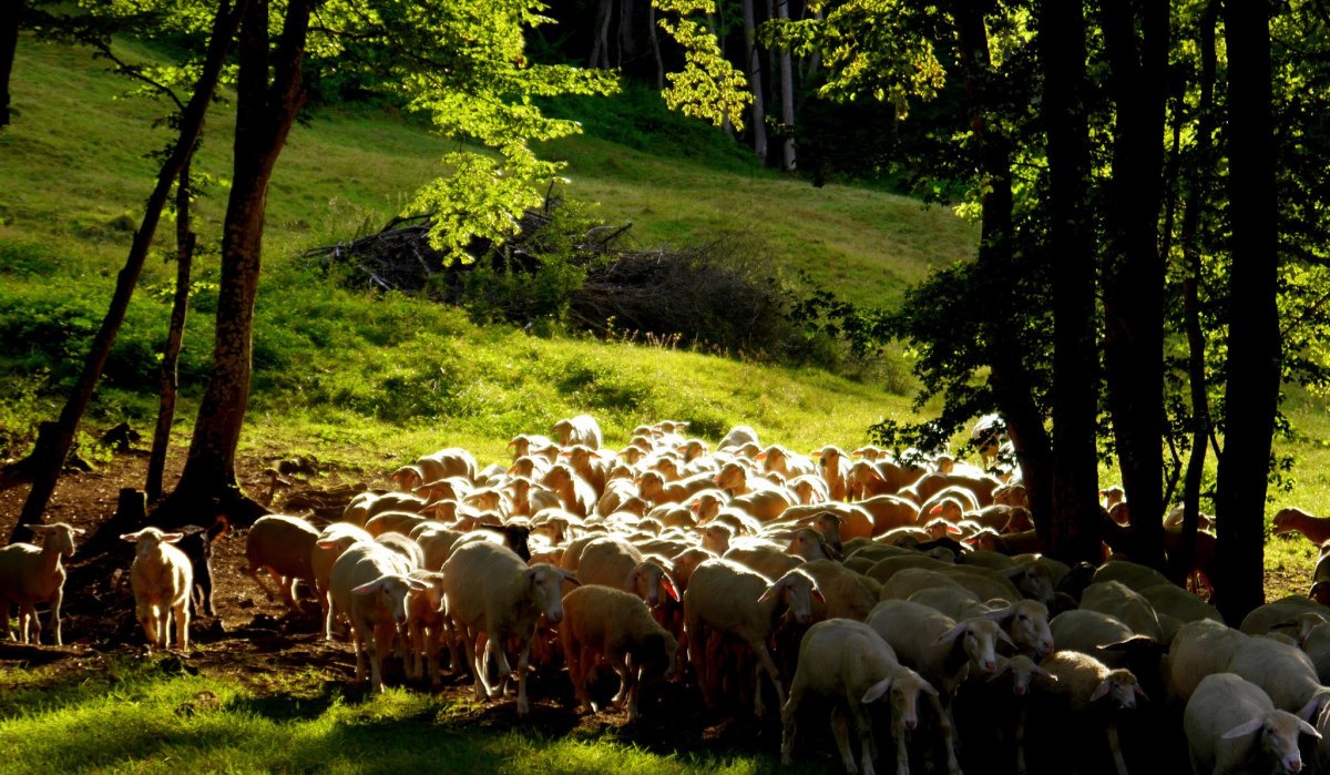Eine Schafherde versammelt sich im Schatten von Bäumen auf einer grünen Wiese bei Sonnenlicht., © Natur.Nah. Schönbuch & Heckengäu