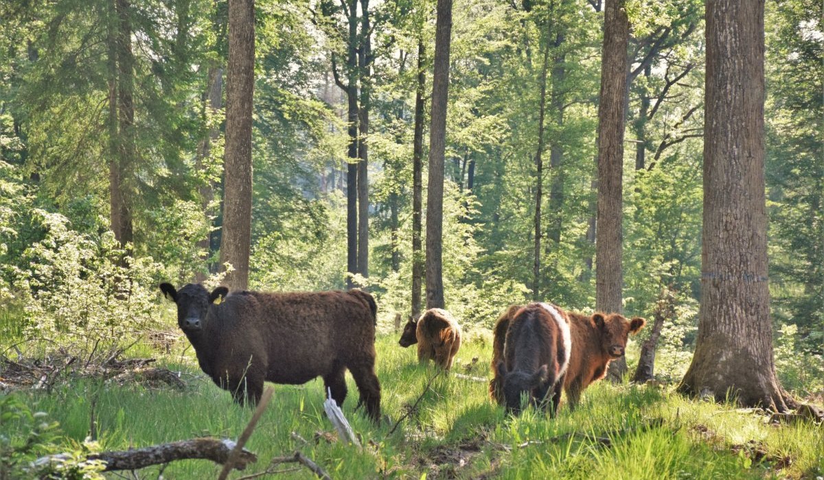 © Natur.Nah. Schönbuch & Heckengäu © Natur.Nah. Schönbuch & Heckengäu
