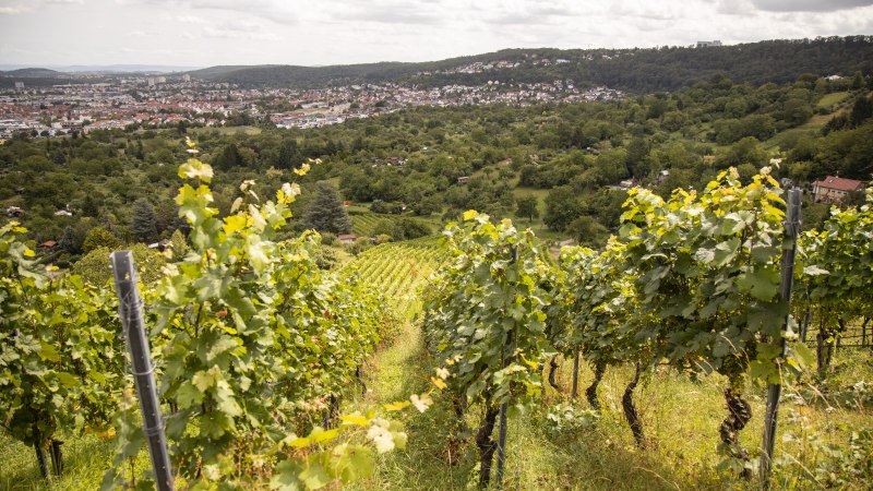 Weinberg in Gerlingen, © Antje Seeling