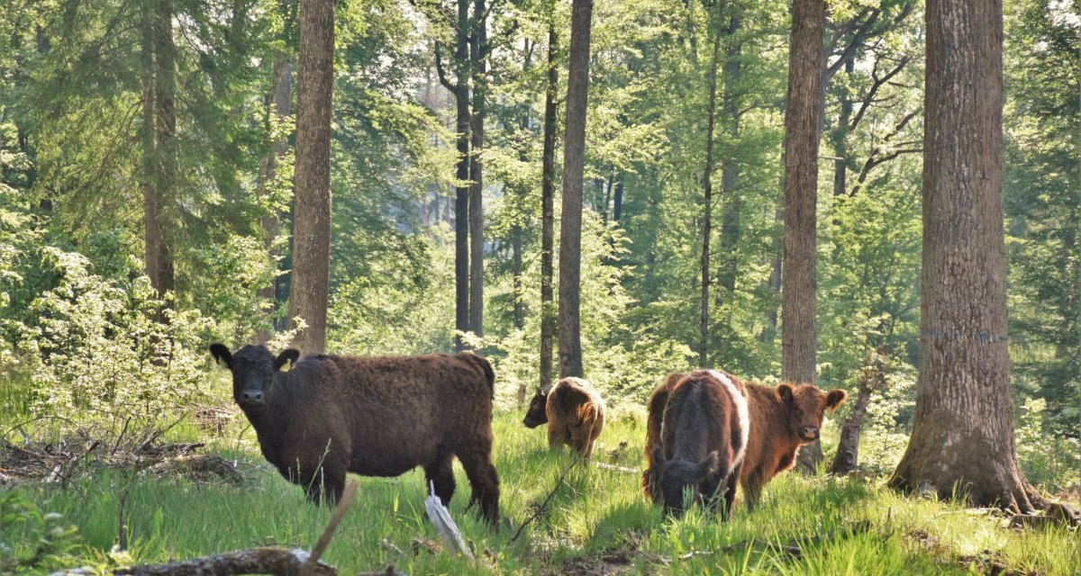© Natur.Nah. Schönbuch & Heckengäu © Natur.Nah. Schönbuch & Heckengäu