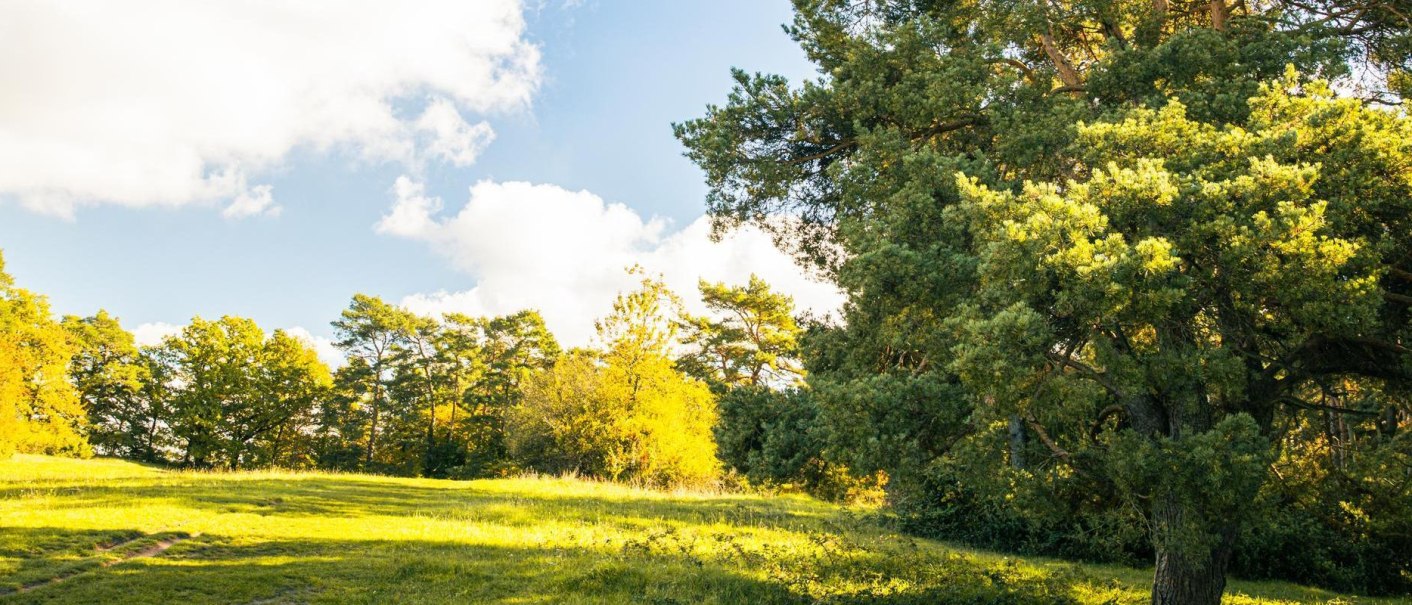 Sonnige Wiese in der Gerlinger Heide mit üppigen Bäumen und blauem Himmel. Die Szenerie strahlt Ruhe und Naturverbundenheit aus., © Stuttgart-Marketing GmbH, Sarah Schmid
