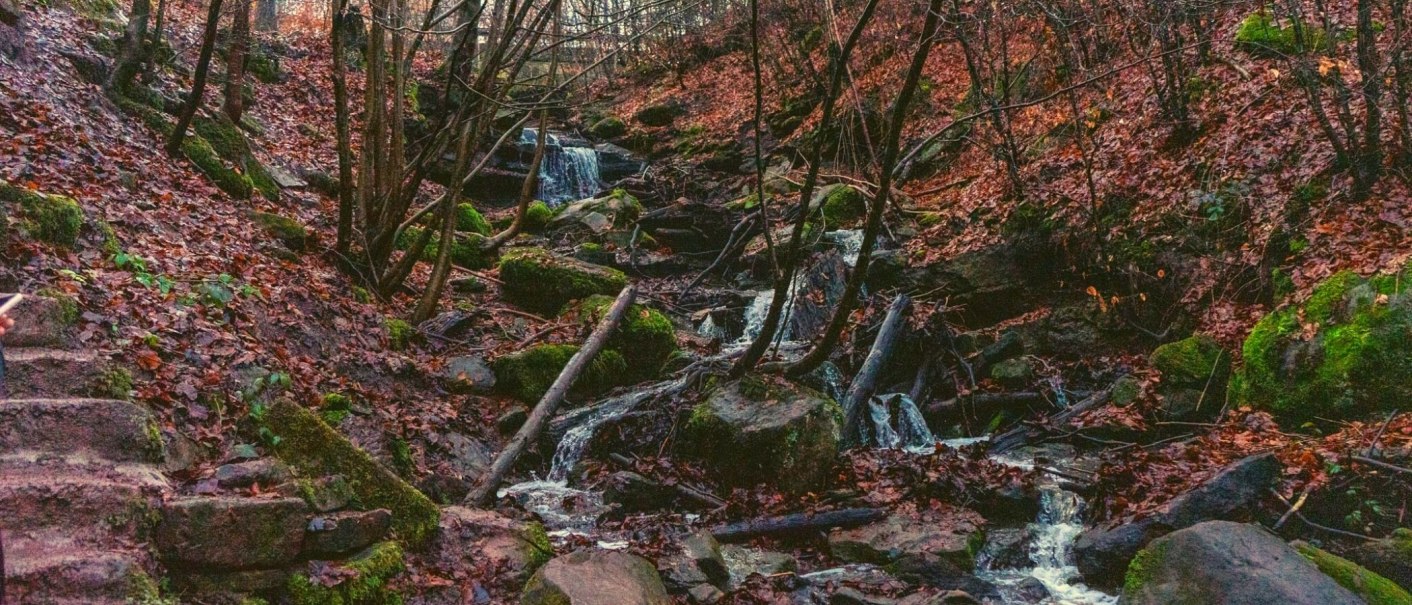 Ein kleiner Bach fließt durch einen herbstlichen Wald. Die Umgebung ist mit Laub bedeckt, und Moos wächst auf den Steinen., © SMG