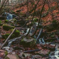 Ein kleiner Bach flie&szlig;t durch einen herbstlichen Wald. Die Umgebung ist mit Laub bedeckt, und Moos w&auml;chst auf den Steinen., &copy; SMG