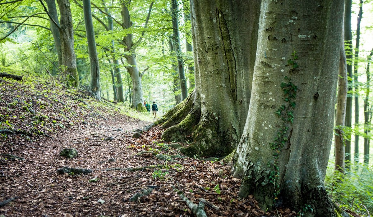 alter Baumbestand, © hochgehberge