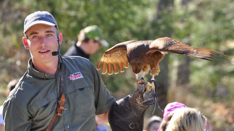 Ein Falkner hält einen Greifvogel auf seinem behandschuhten Arm. Er trägt ein Mikrofon und steht vor einer Gruppe von Zuschauern im Freien., © Wildparadies Tripsdrill