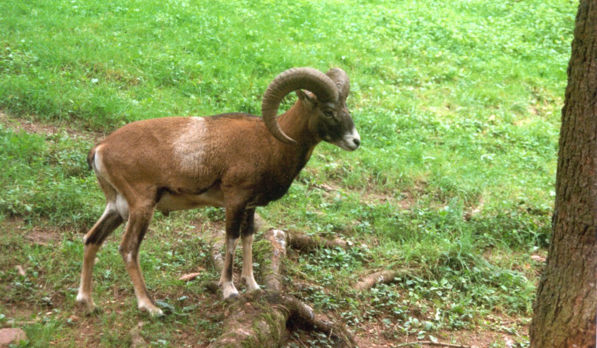 Ein Mufflon mit großen, gebogenen Hörnern steht auf einer grünen Wiese im Wald., © Naturpark Schönbuch Ein Mufflon mit großen, gebogenen Hörnern steht auf einer grünen Wiese im Wald., © Naturpark Schönbuch