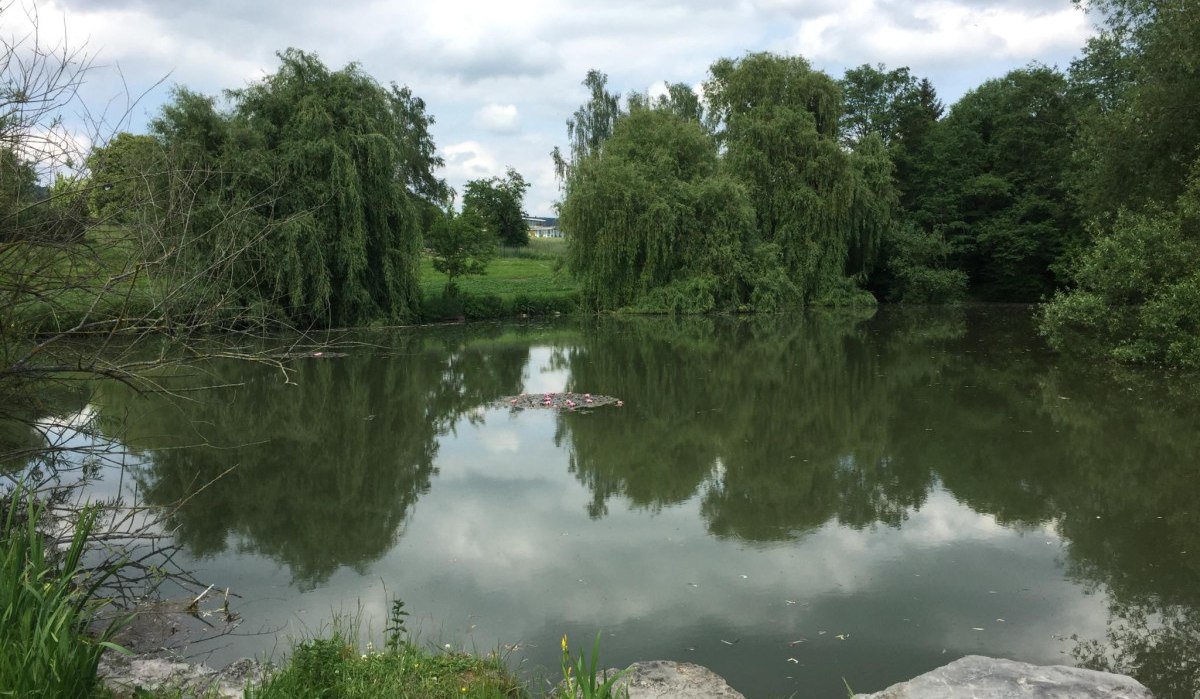 Ein ruhiger See mit grünen Bäumen und bewölktem Himmel. Steine und Gras im Vordergrund, spiegelnde Wasseroberfläche., © www.pro-cycl.de Ein ruhiger See mit grünen Bäumen und bewölktem Himmel. Steine und Gras im Vordergrund, spiegelnde Wasseroberfläche., © www.pro-cycl.de